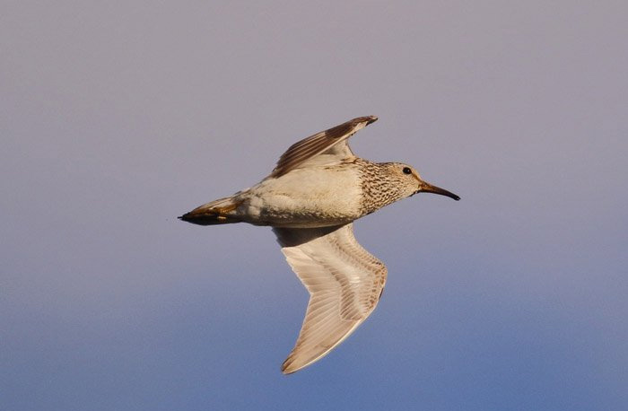 Pectoral Sandpiper