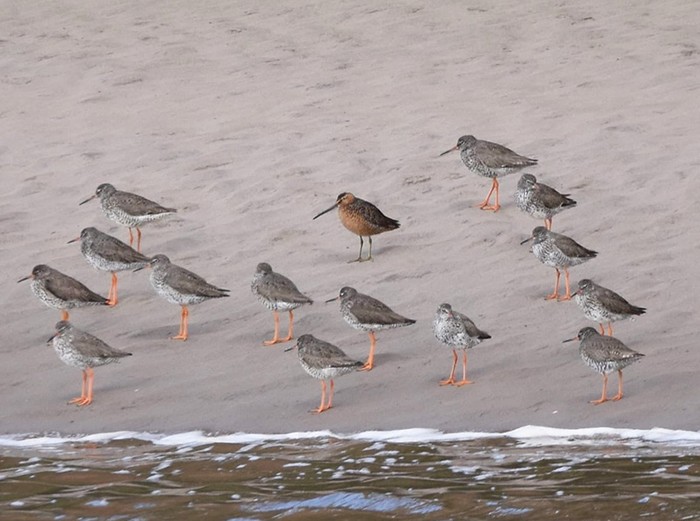 Long-billed Dowitcher