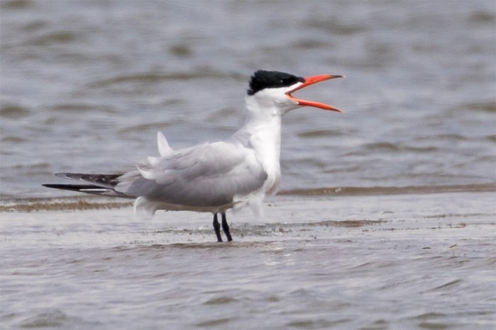 Caspian Tern