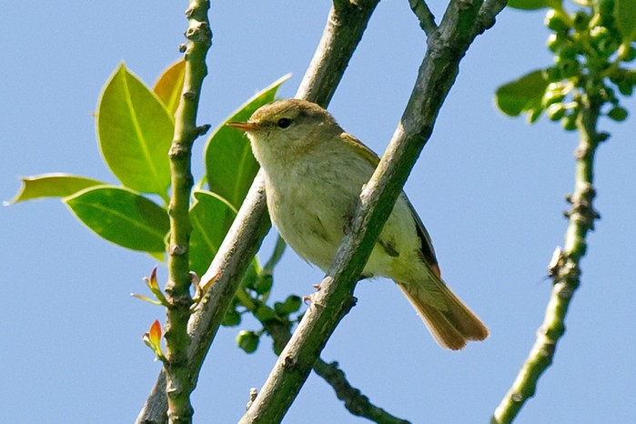 Iberian Chiffchaff