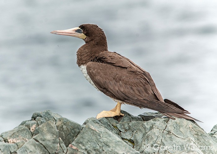 Brown Booby