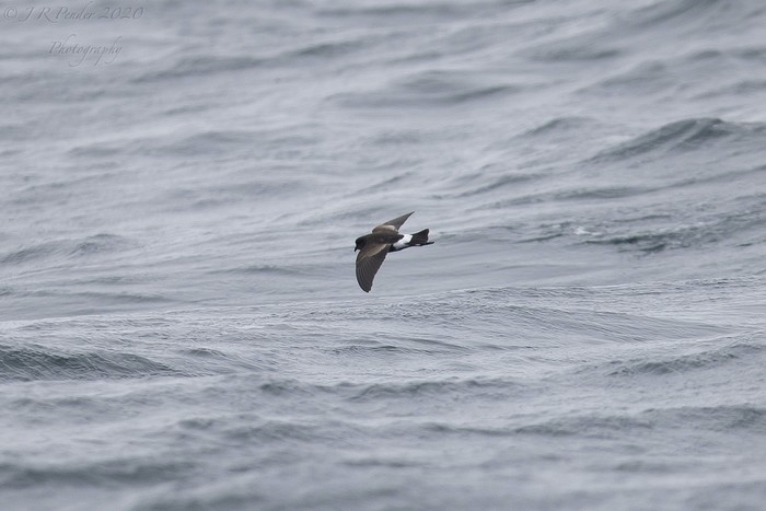 Wilson's Petrel