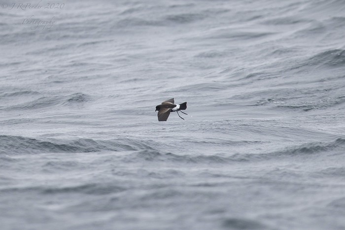Wilson's Petrel