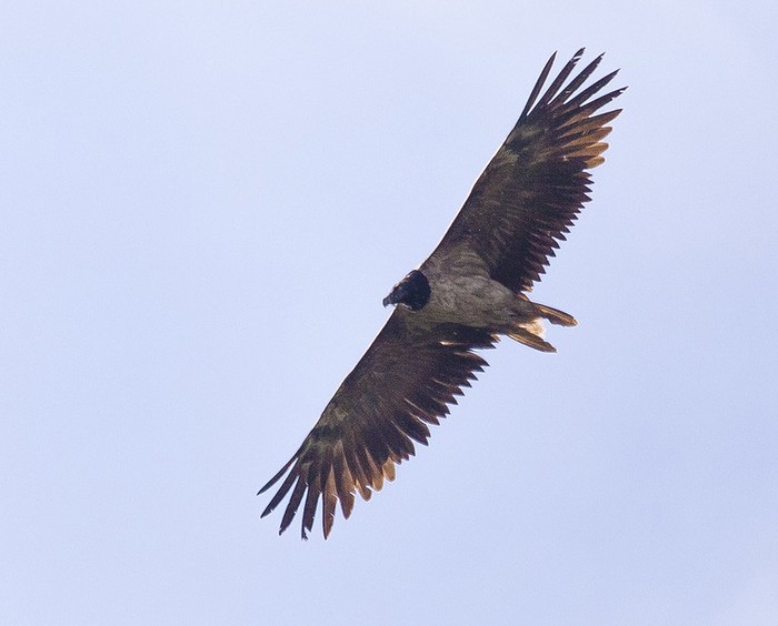 Lammergeier