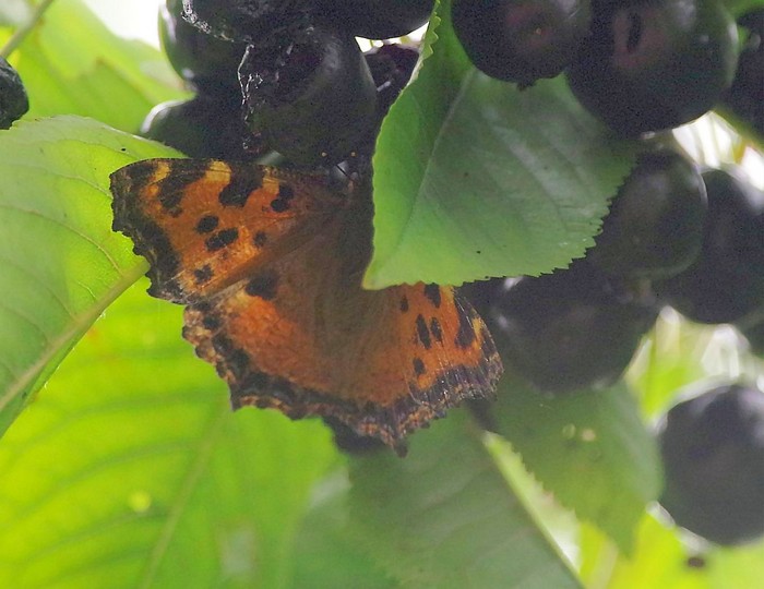 Large Tortoiseshell