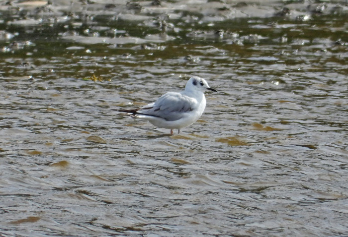 Bonaparte's Gull