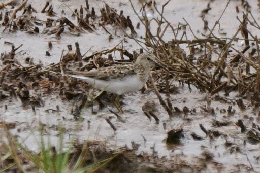 Temminck's Stint