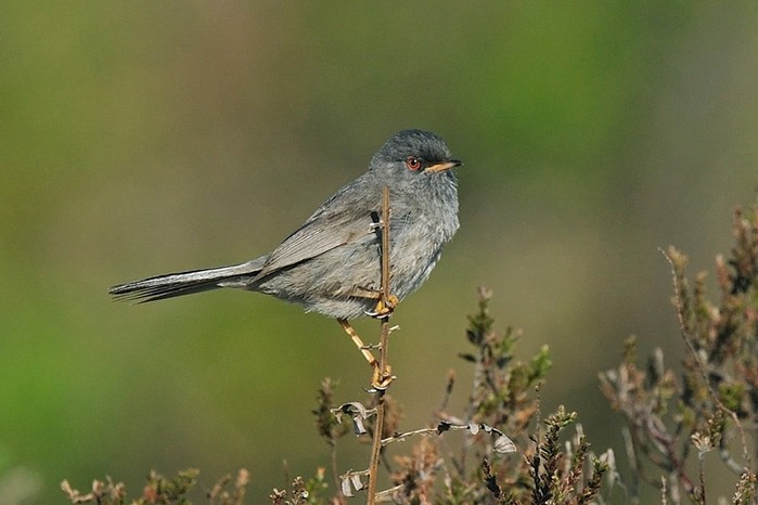 Marmora's Warbler