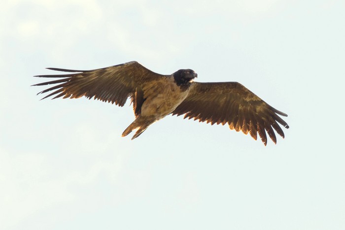 Lammergeier