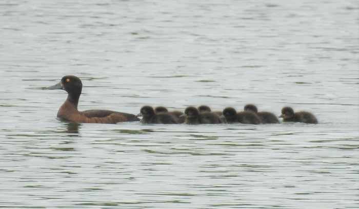 tufted duck