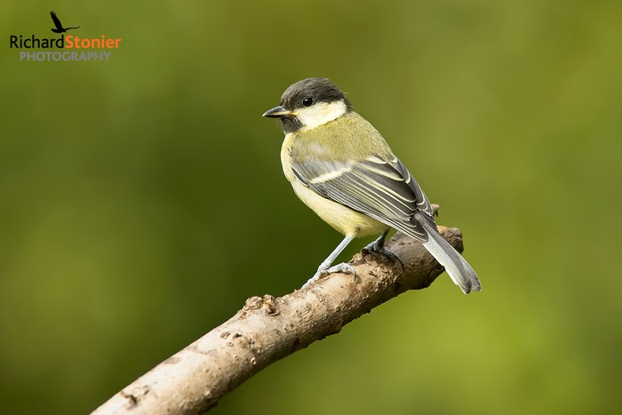 Great Tit