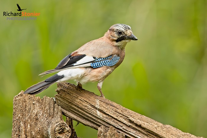 Jay
