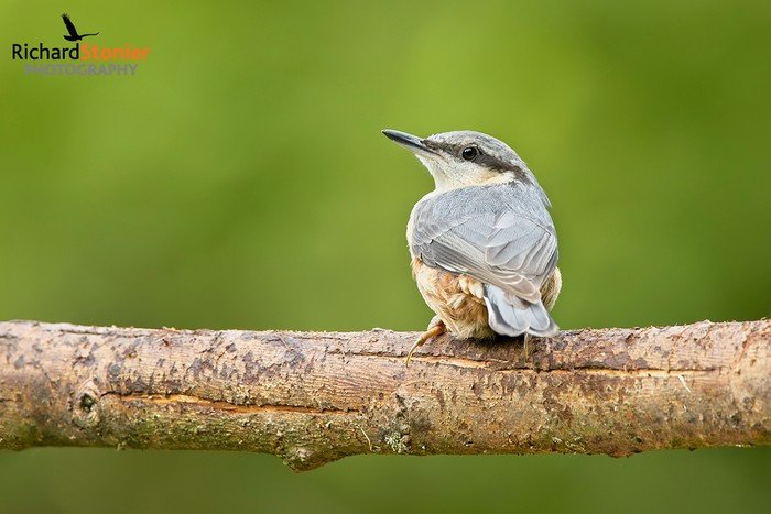 Nuthatch