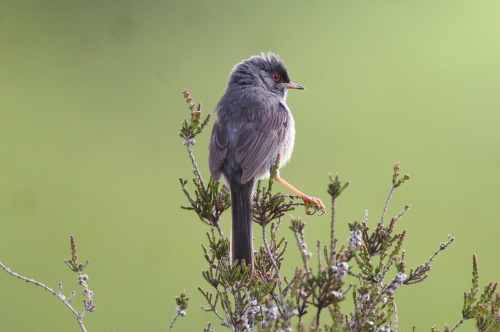 Marmora's Warbler