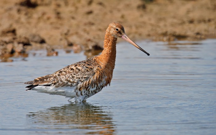 Black-tailed Godwit