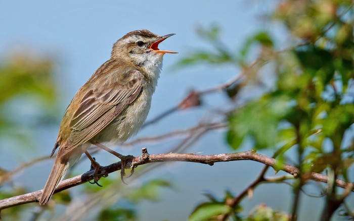 Sedge Warbler