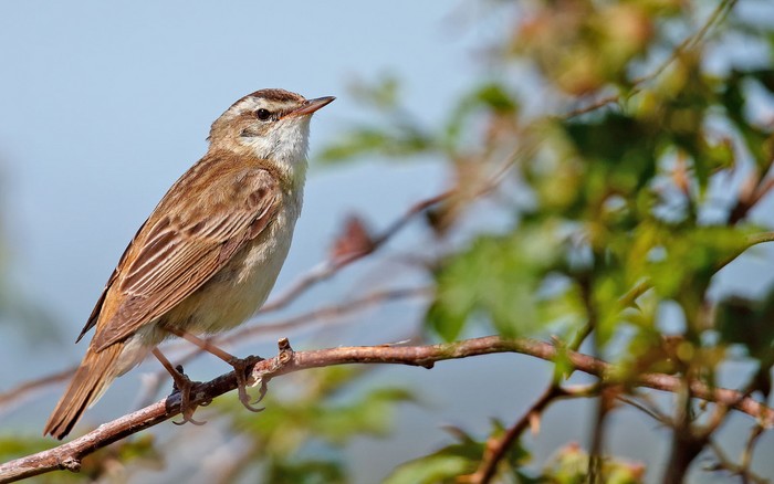 Sedge warbler