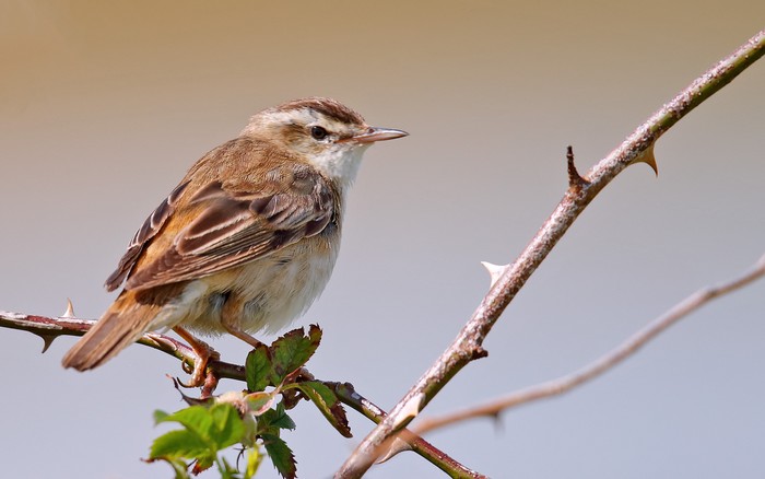 Sedge Warbler
