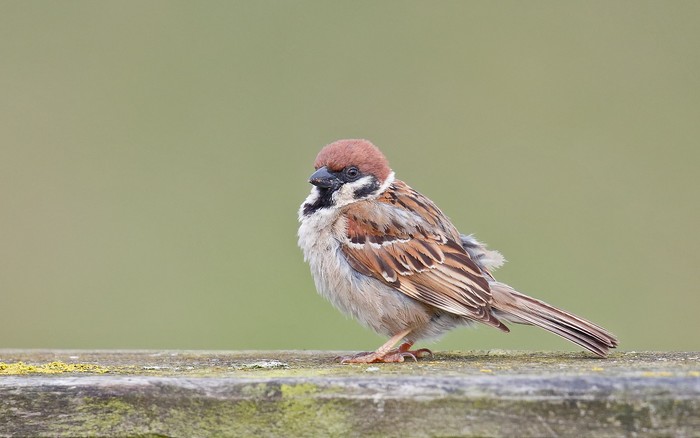 Tree Sparrow