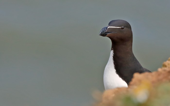 Razorbill