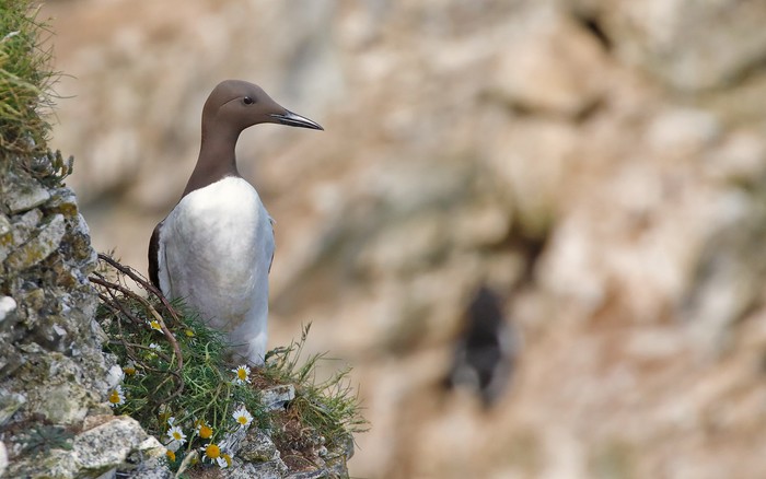 Guillemot