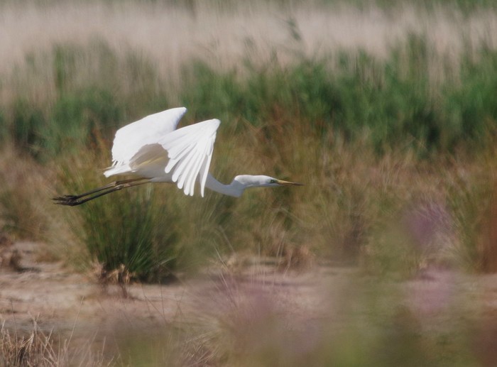 Great White Egret