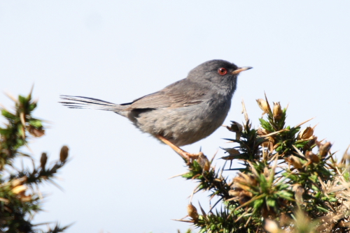 Marmora's Warbler