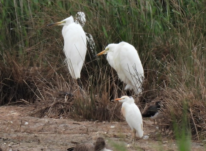 Cattle Egret