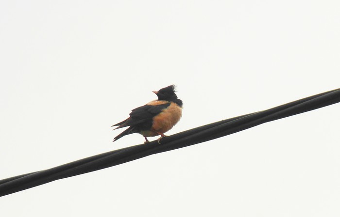 Rose-coloured Starling