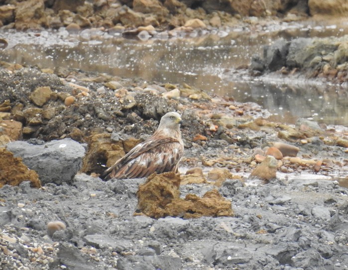 Red Kite