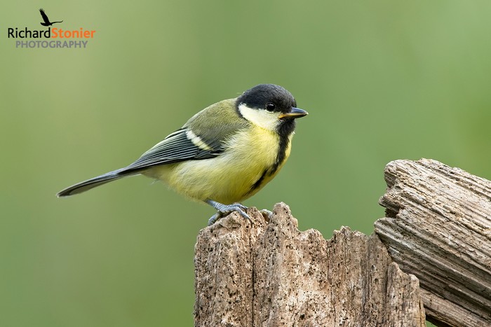 Great Tit