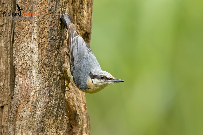 Nuthatch