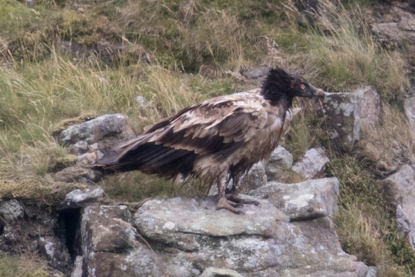 Lammergeier