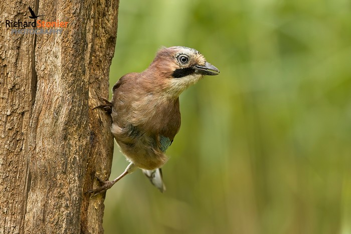Jay