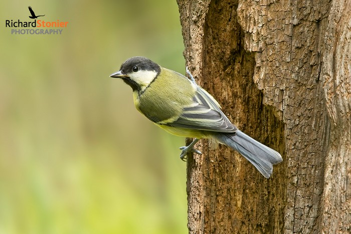 Great Tit