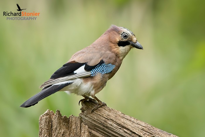 Jay