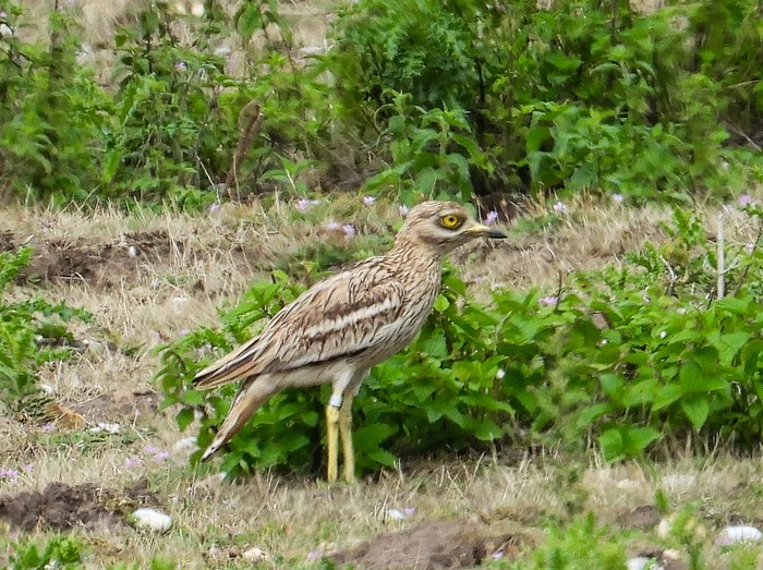 Stone Curlew