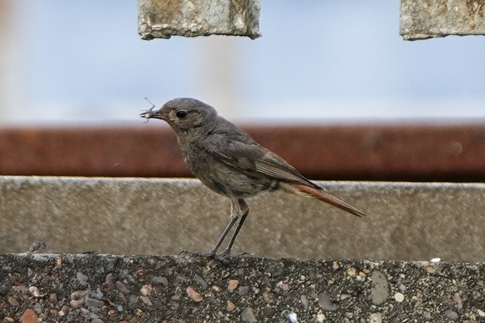 Black Redstart