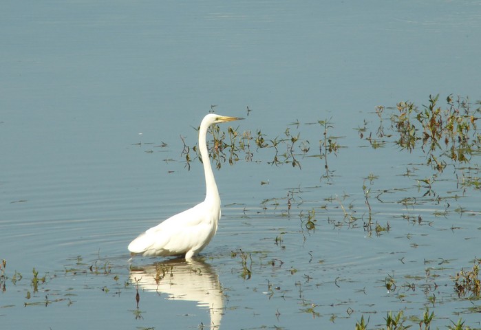 Great White Egret