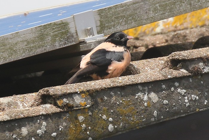 Rose-coloured Starling
