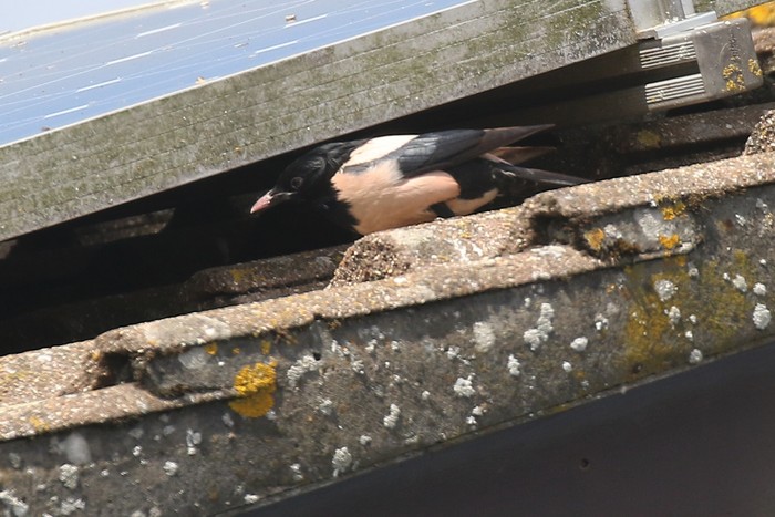 Rose-coloured Starling