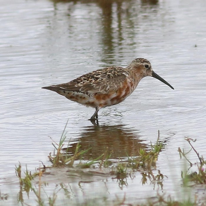 Curlew Sandpiper