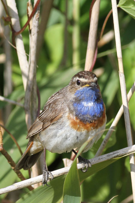 White-spotted Bluethroat