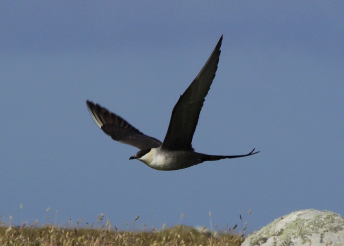 Long-tailed Skua