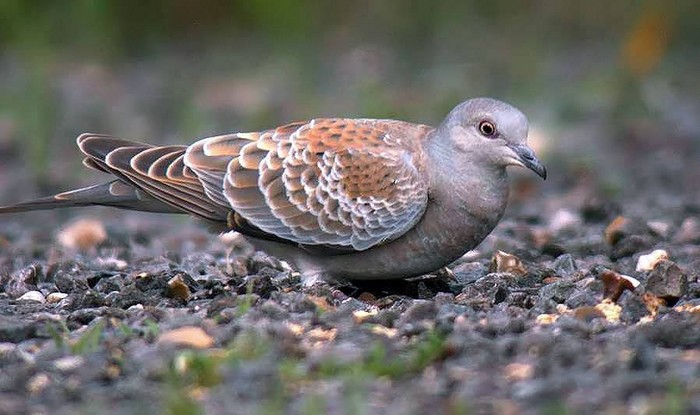 Turtle Dove
