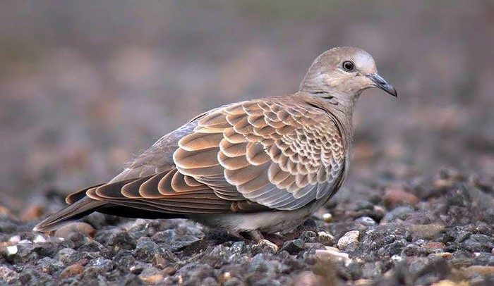 Turtle Dove