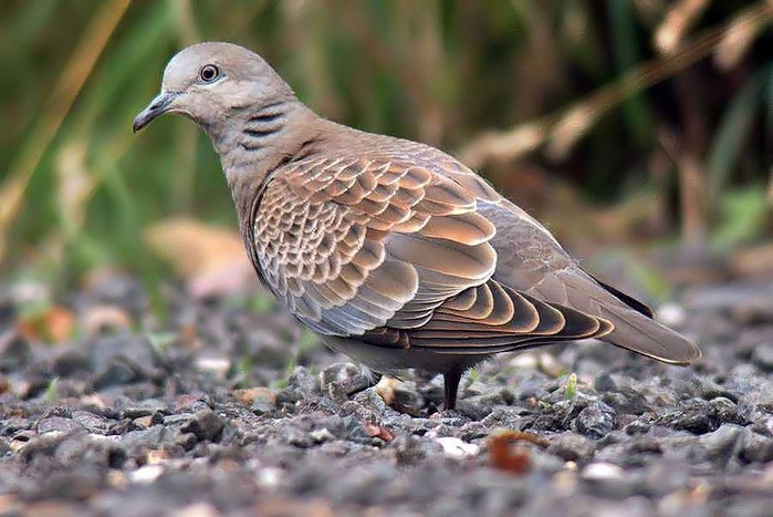 Turtle Dove