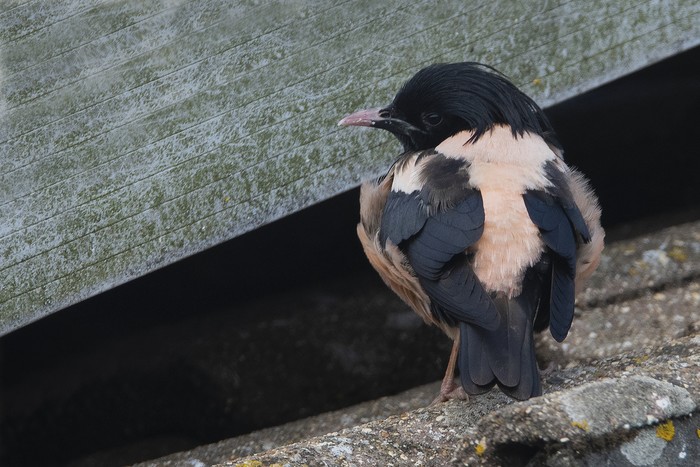 Rose-coloured Starling