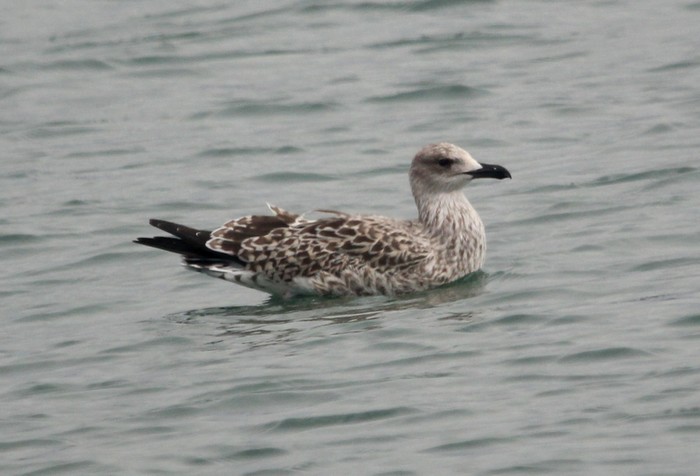 Yellow-legged Gull