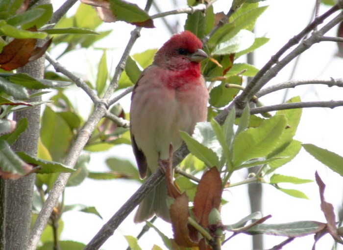 Common Rosefinch